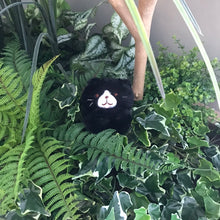 ふくふくにゃんこ ごろにゃんぬいぐるみ(8点セット)